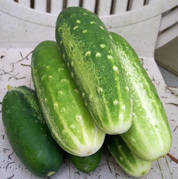 Cucumber, White Spine 1/2oz