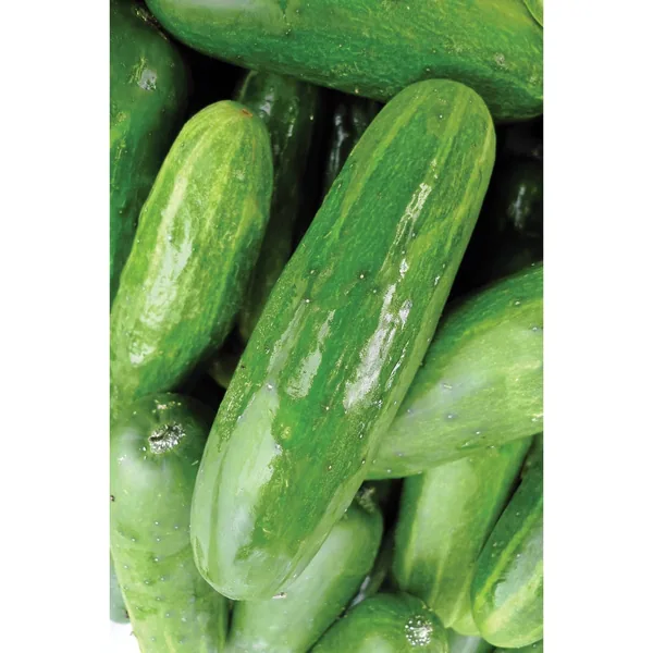Cucumber, White Spine 1lb