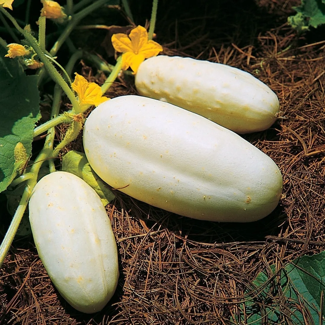 Cucumber, White Wonder 1/2oz - Image 2