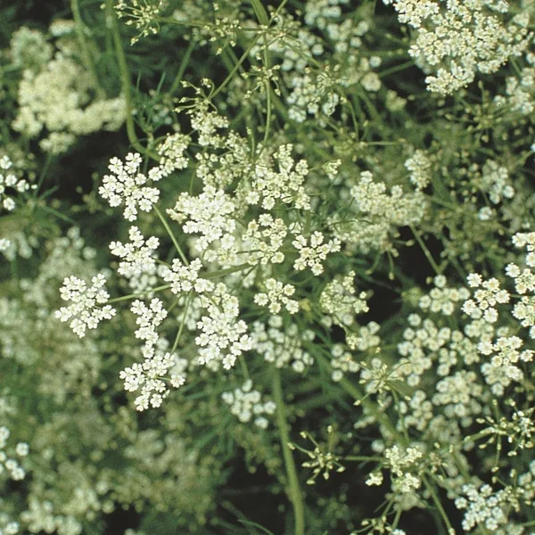 Cumin Herb Seeds