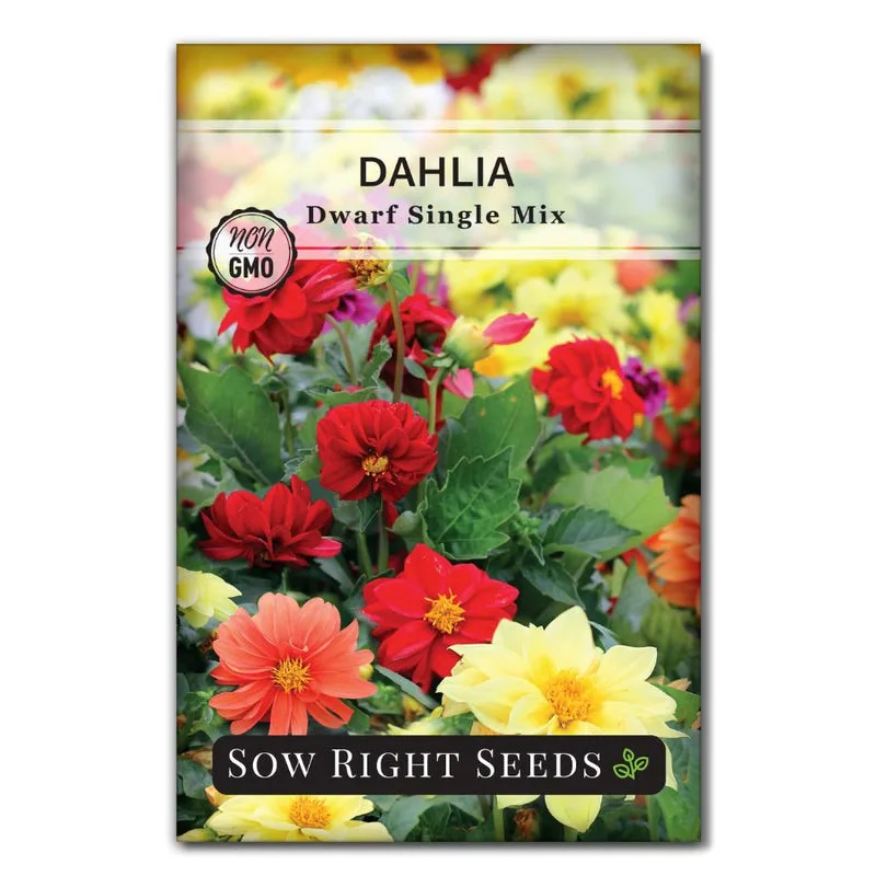 Dahlia, Dwarf Single Mix 590 MG - Image 2