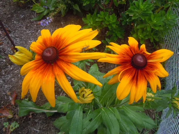 Daisy, Gloriosa Single 1/16oz