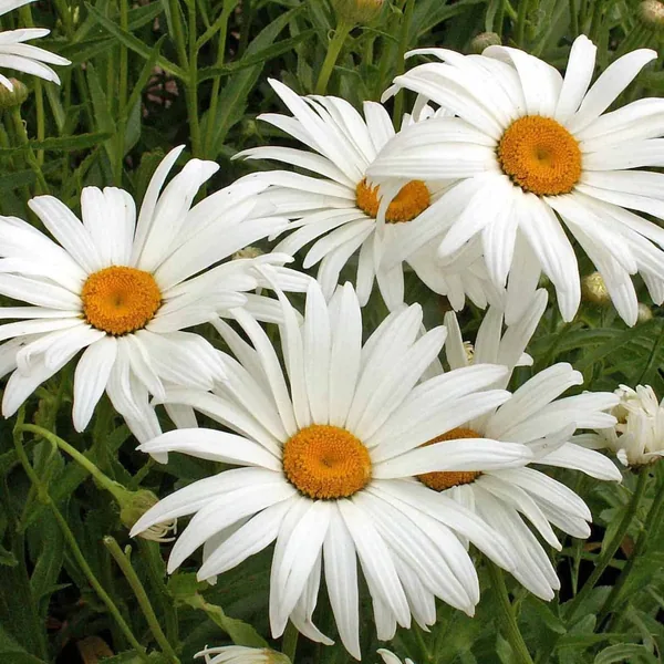 Daisy, Shasta Sgl. 1/2 oz. Each