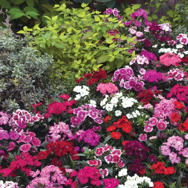 Dianthus, Telstar Mix 1000 Seed Count