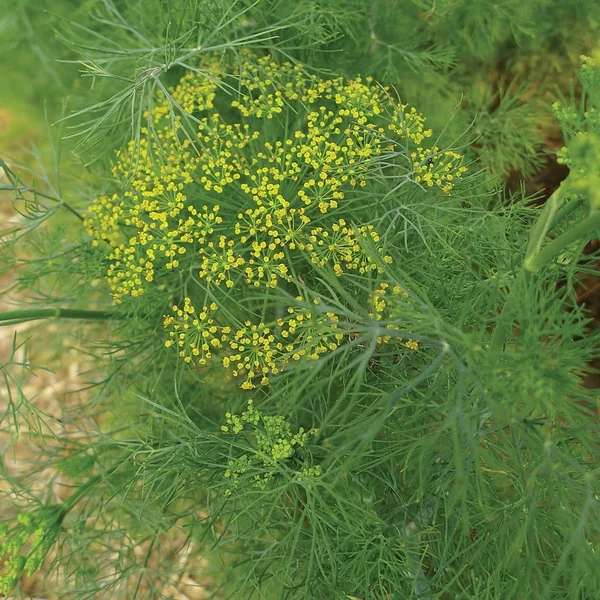 Dill, Long Island 1