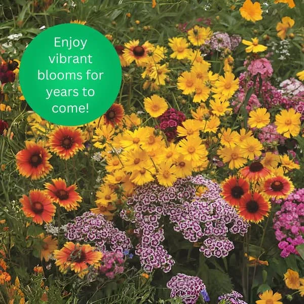 Earth Science 2 lbs Wildflower Perennial Mix - Image 2