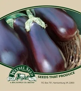Eggplant, Black Beauty