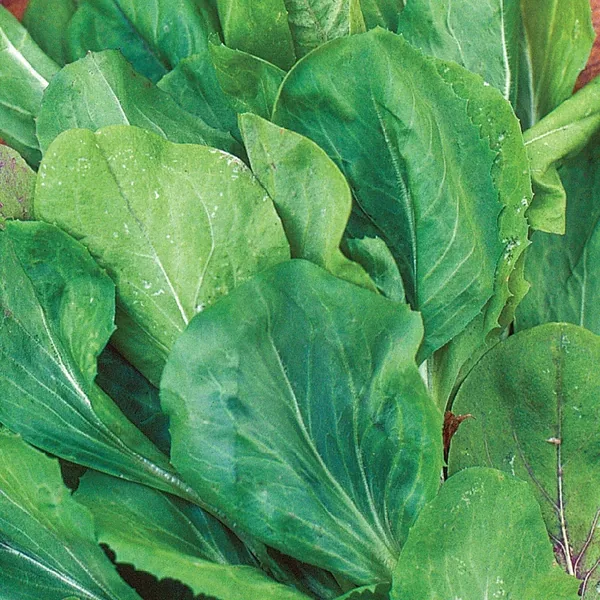 Endive, Broad Leaf Batavian 1