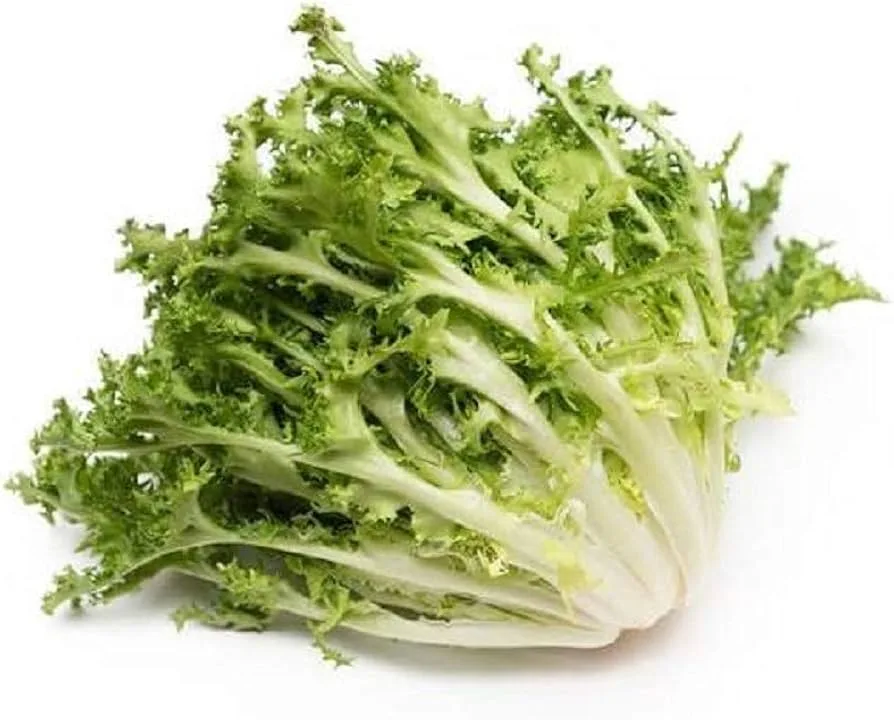 Endive, Green Curled Ruffic 4 Grams - Image 2