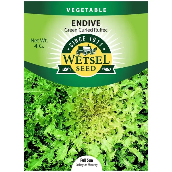 Endive, Green Curled Ruffic 4 Grams
