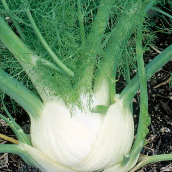 Fennel, Sweet - 1/2 oz Each