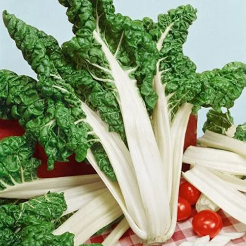 Fordhook Giant Swiss Chard - Image 2