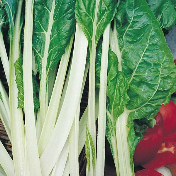 Fordhook Giant Swiss Chard