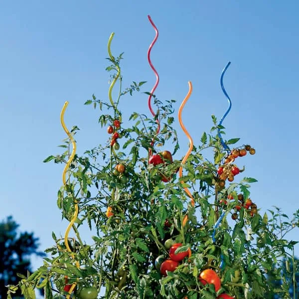Gardener's Blue Ribbon 5' Tomato Twist Red - Image 2