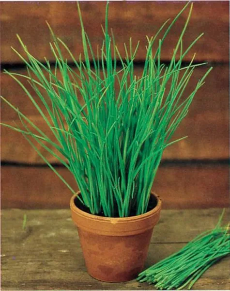 Garlic Chives 1