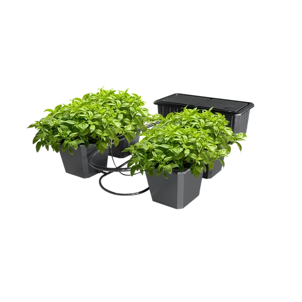 Hydroponic Bucket System