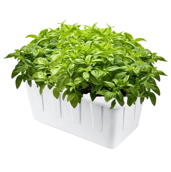 Hydroponic Grow System - 8