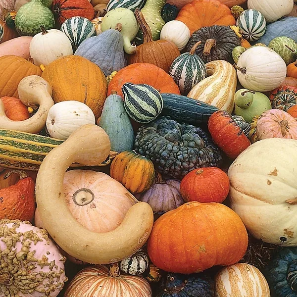 Gourd, Mixed Large Small lbs
