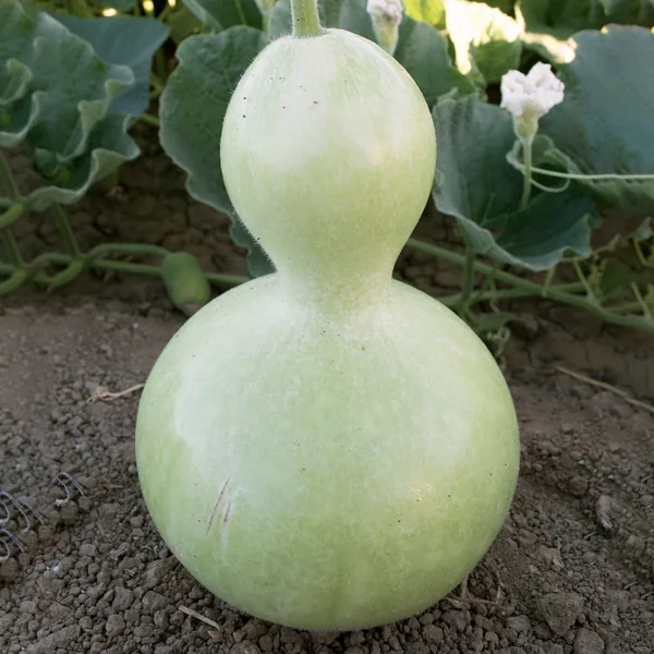 Gourds, Birdhouse 1