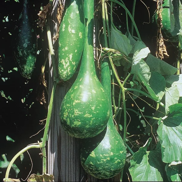 Gourds, Dipper 50 lbs