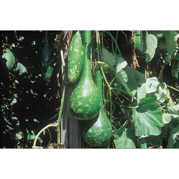 Gourds, Dipper Long Handle 1