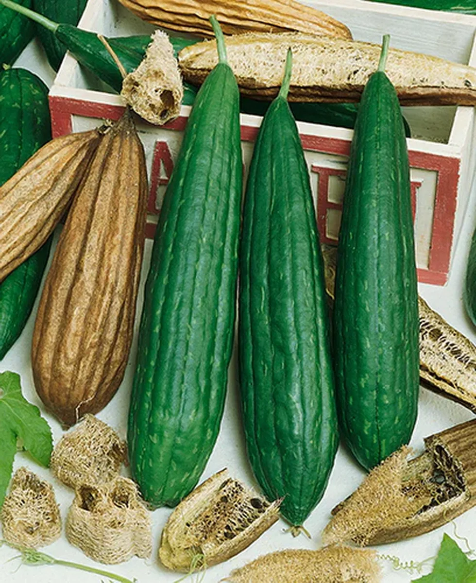 Gourds, Luffa 1 - Image 2