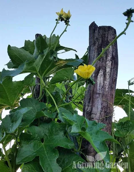Gourds, Luffa 1