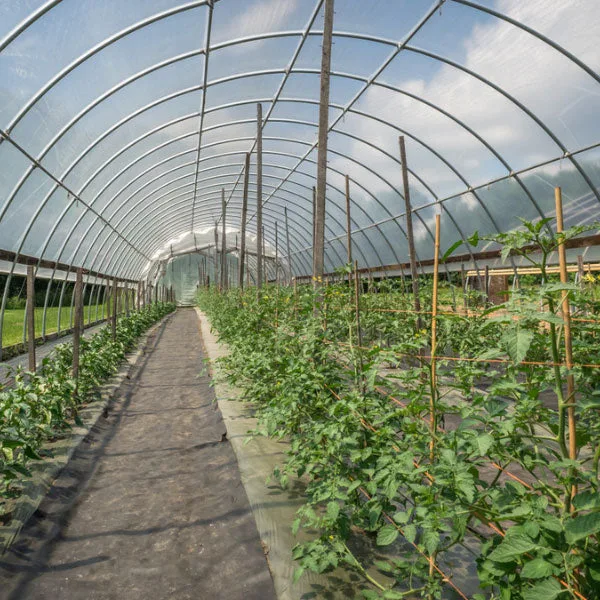 Greenhouse Film Clear 6mil UV 40ft x 100ft - Image 2