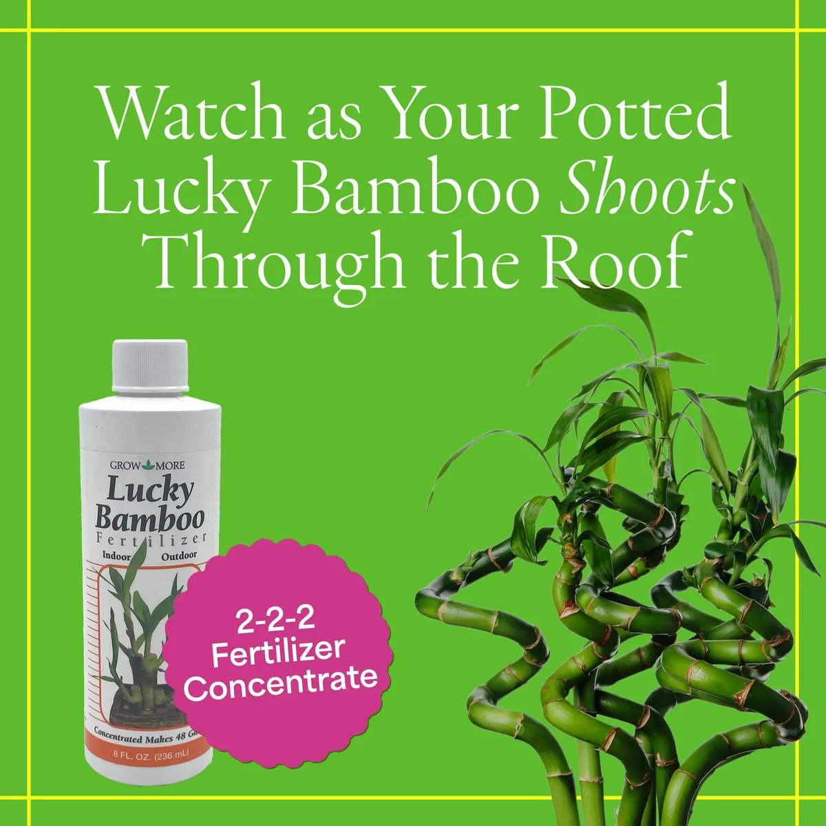 Grow More 2-2-2 Lucky Bamboo - Image 2