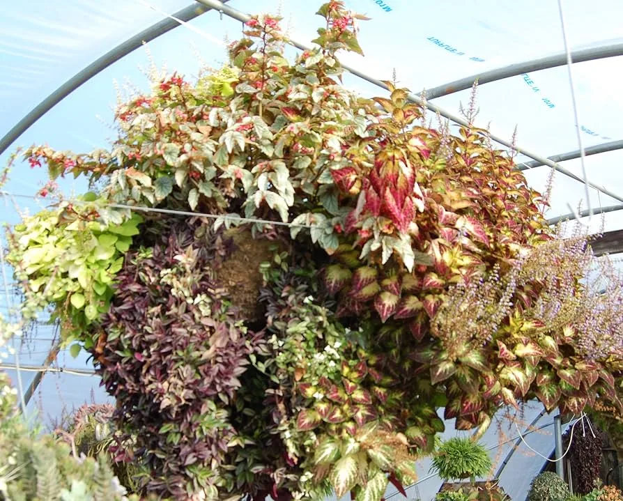 Grower Select 16.00 Hanging Basket Sphagnum Moss w/ Liner and Hanger Round Bottom - 3.8gal/15L Liquid Volume Capacity - Image 2