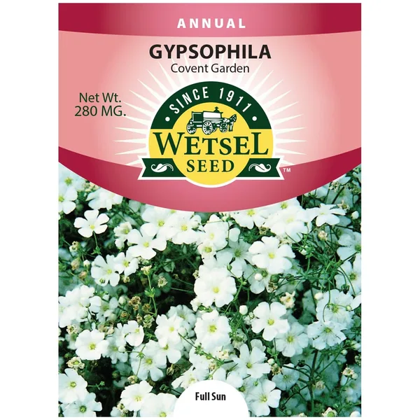 Gypsophila, Covent Garden 280mg