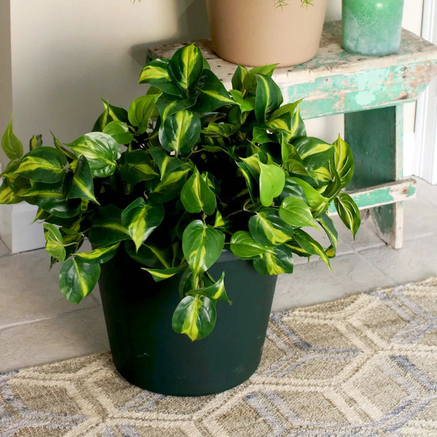 HC 14" Classic Prima Planter Evergreen - Image 2