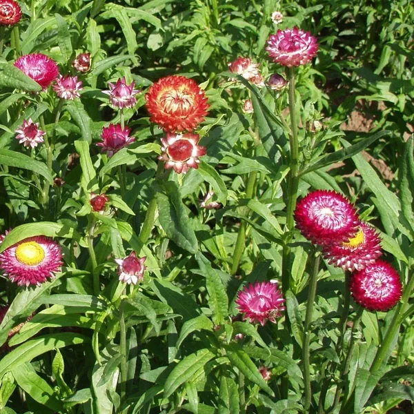 Helichrysum, Dwf Dbl Mix lbs