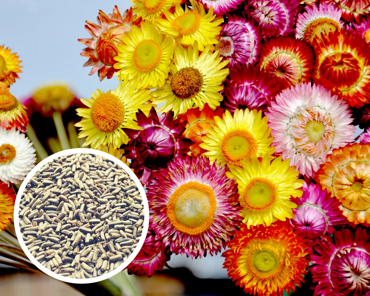 Helichrysum, Strawflower Semi Dwarf Bouquet Mix 280mg - Image 2