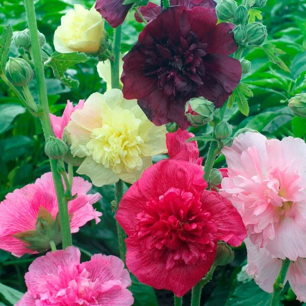 Hollyhock - Summer Carnival lbs