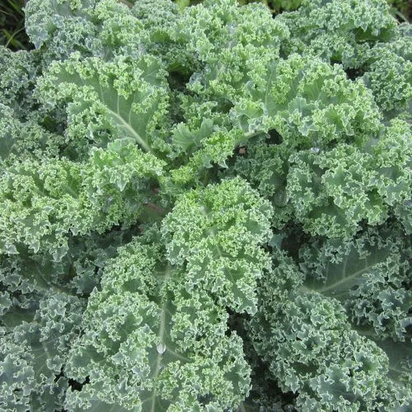 Kale, Early Curled Siberian 1/2oz