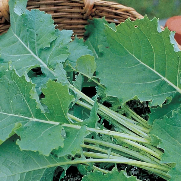 Kale, Hanover Salad 1/2oz