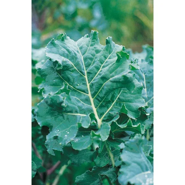Kale, Premier 1lb