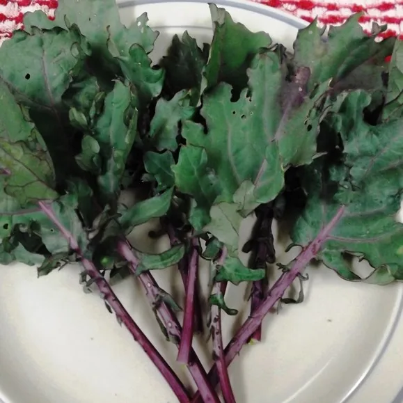 Kale, Red Russian 1/2oz