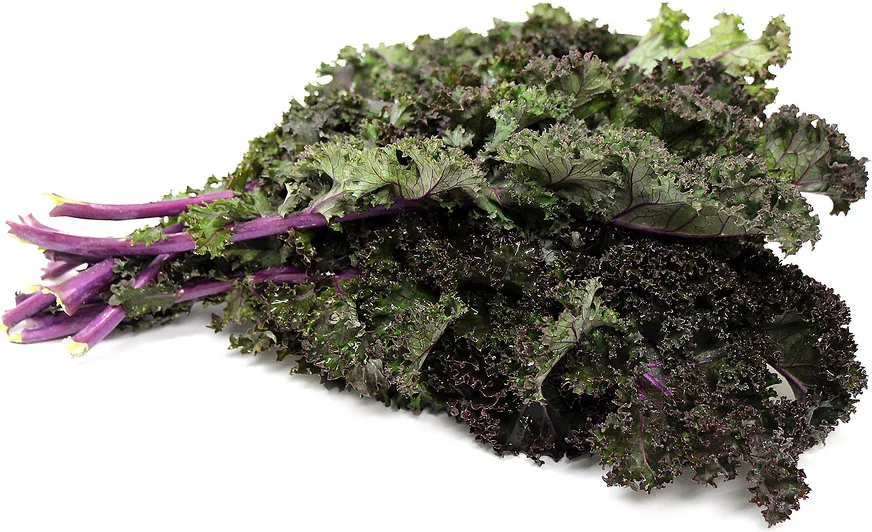 Kale, Red Russian 50 lbs - Image 2