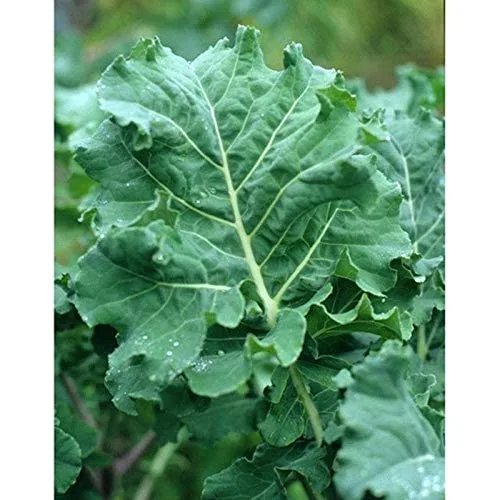 Kale, Tall Spring 4 Grams - Image 2
