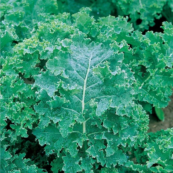 Kale, Vates Blue Curled Scotch 1/2oz