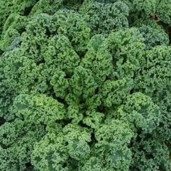 Kale, Vates Blue Curled Scotch