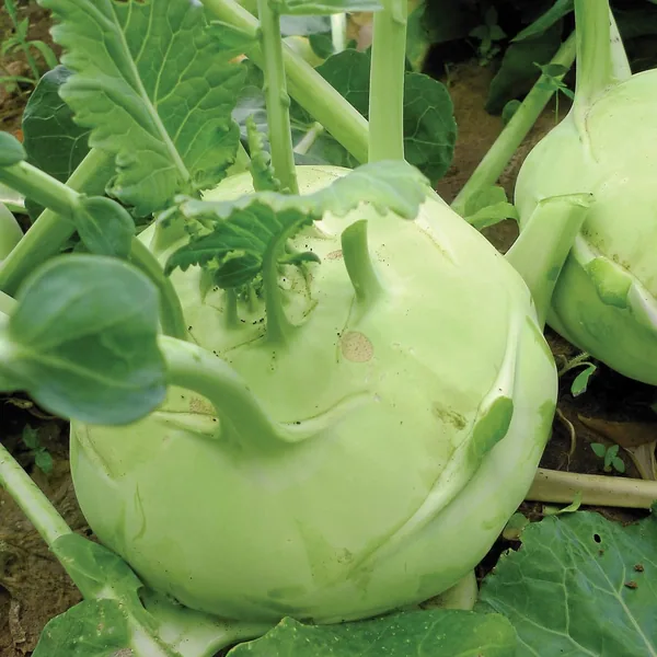 Kohlrabi, Early White Vienna 1/2oz