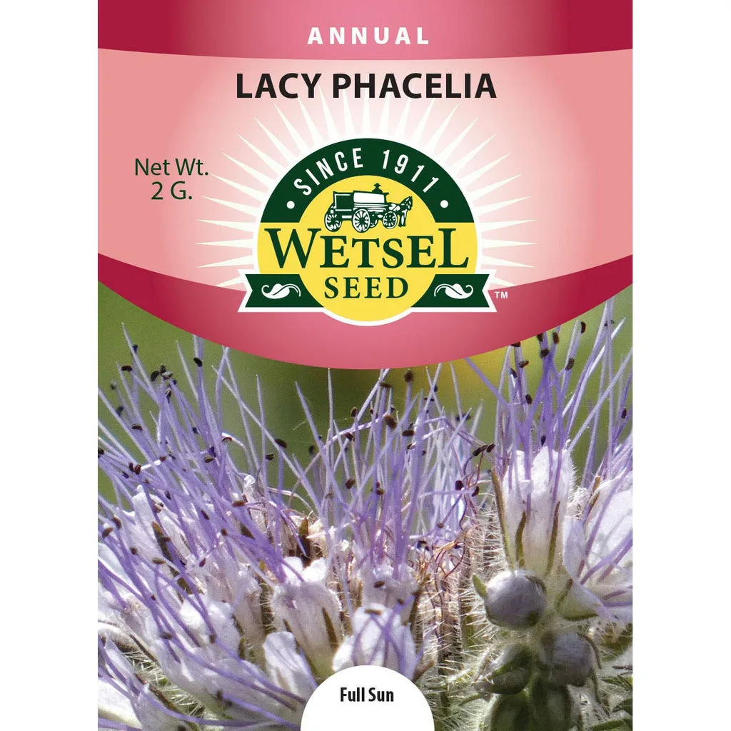 Lacy Phacelia 2 Grams - Image 2