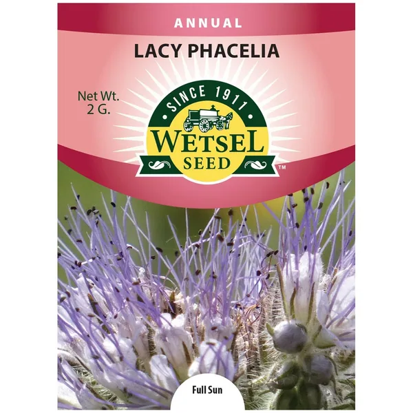 Lacy Phacelia 2 Grams