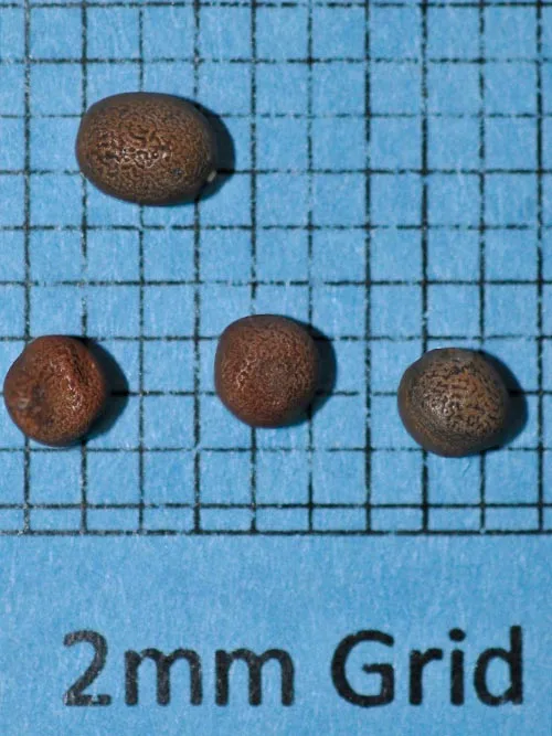 Lathco Flatpea Lbs - Image 2