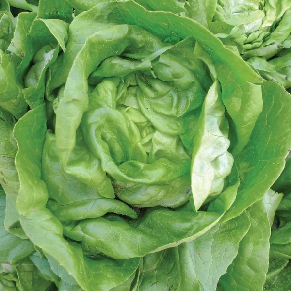 Lettuce, Bibb 1