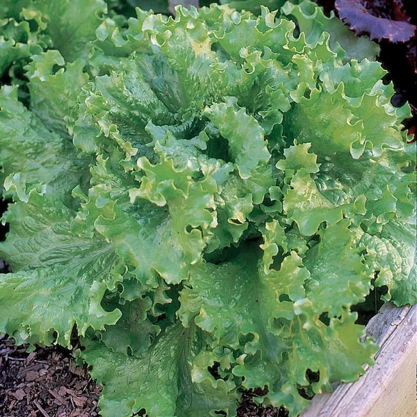 Lettuce, Black Seeded Simpson 1