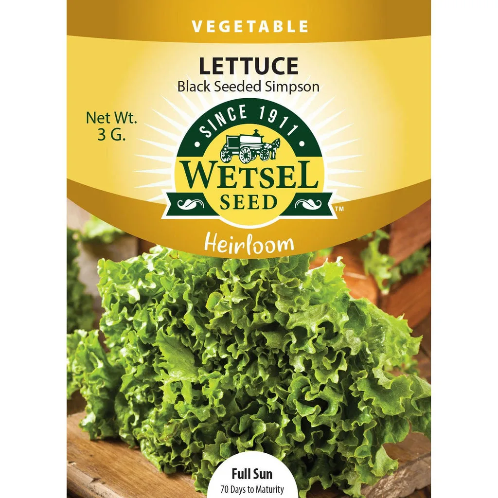 Lettuce, Black Seeded Simpson 3 Grams - Image 2